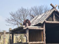 -上海野生动物园