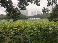 -月湖风景区