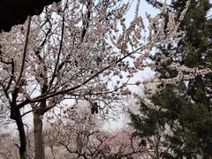 -桃花堤公园