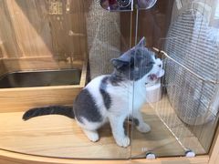 -PETKIT 小佩宠物·低压洗护·美容·寄养(安远店)