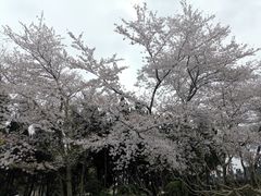 -嘉定紫藤园