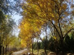 -永定河休闲森林公园