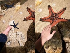 -悉尼海洋生物水族馆