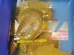 -状元甲·湖北甲鱼大王(汉口火车站店)