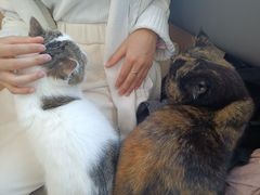 -喵园·猫主题咖啡厅·撸猫·猫咖(国贸店)