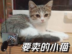 -Promise 国风宠物空间(上邦百汇城店)