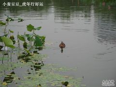 -紫竹院公园冰场