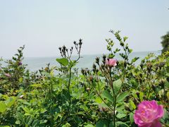 -贡湖湾湿地公园
