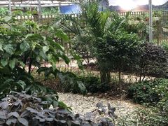 -桉树林A coffee 森林餐厅(三圣乡店)