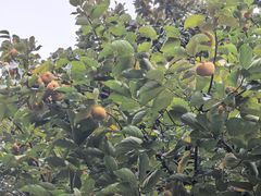 -浙江西子宾馆·牡丹厅