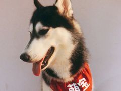-Husky Go! 哈士奇体验馆·宠物咖啡厅狗咖