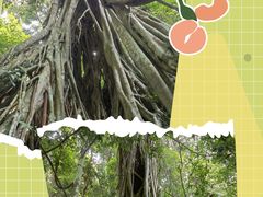 -中国科学院西双版纳热带植物园