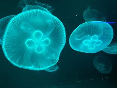 -西海国立公园九十九岛水族馆