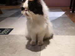 -猫小院猫主题餐厅(三里屯店)