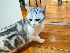 -猫小院猫主题餐厅(南锣旗舰店)