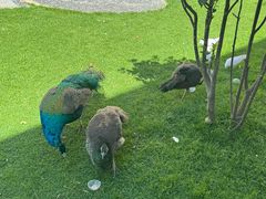 -惠州金海湾嘉华度假酒店