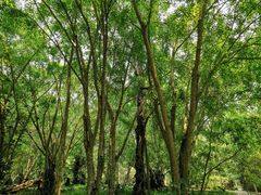 -中国科学院西双版纳热带植物园