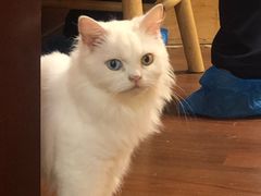 -楼上猫咖(罗湖店)