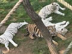 -西霞口神雕山野生动物世界