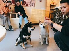 -喜柴咖啡·柴犬狗咖