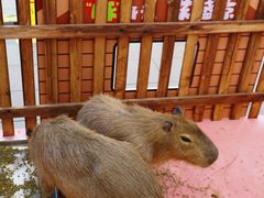 -盛京大奥莱(沈阳奥体店)