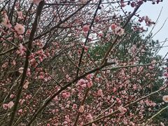 -神光山国家森林公园