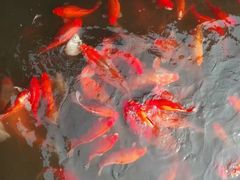 -西湖外事游船(花港观鱼码头)