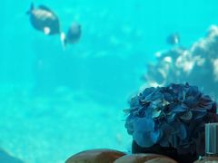 -海棠湾洲际-涛·海底餐厅·龙虾·牛排·美人鱼