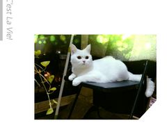 -宠小格时尚宠物生活馆(唐镇店)