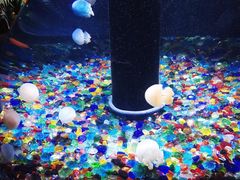 -成都浩海立方海洋公园