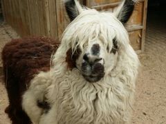 传说中的十大神兽-郑州市动物园