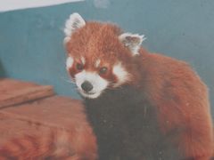 -青藏高原野生动物园