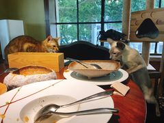 -more than meow吴止猫主题餐厅(承德 中船汇店)