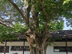 -苏州文庙(姑苏区)