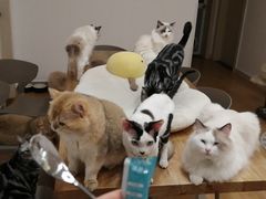 -有喵·猫咖·狗咖·30几只猫10只小狗(岗厦店)