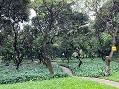 -黄埔荔枝公园