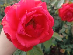 -亚龙湾国际玫瑰谷