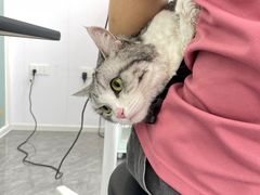 -爱洗澡的猫(望京店)