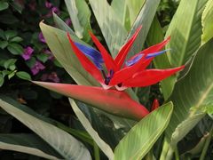 -桂林市花鸟市场