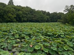 -八卦田遗址公园