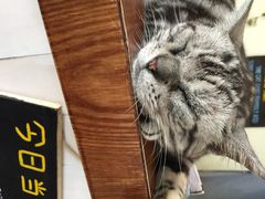 海边的猫和咖啡馆-海边的猫和咖啡馆