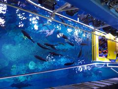 -迪拜水族馆及水下动物园