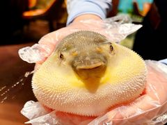 -肆月河豚·淮扬菜·湘菜(华天店)
