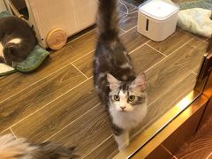 -猫大福·Fortune Cat猫舍(百子湾店)