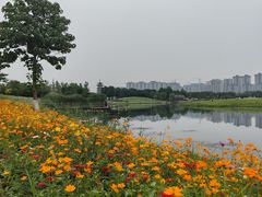 -洋湖国家湿地公园