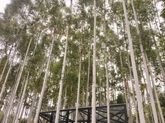 -桉树林A coffee 森林餐厅(三圣乡店)