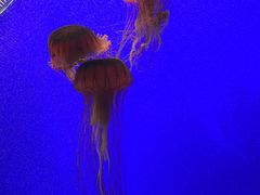 -上海海洋水族馆