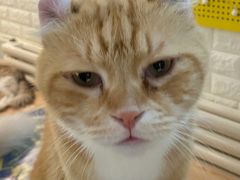 -平行世界·猫咖(首经贸店)