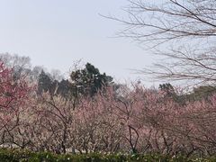 -灵谷景区