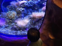 -芜湖新华联大白鲸海洋公园